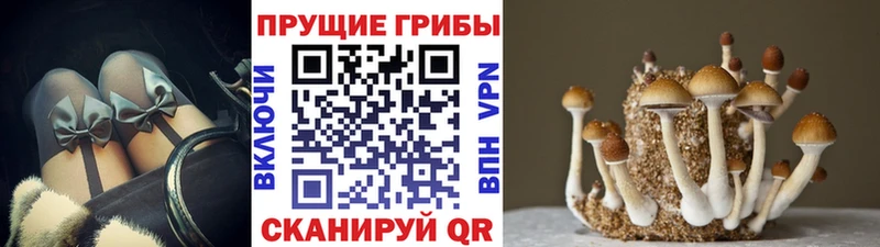 Галлюциногенные грибы Psilocybine cubensis  что такое   Усолье-Сибирское 
